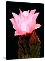 Beaver Tail Cactus Flower-Douglas Taylor-Stretched Canvas