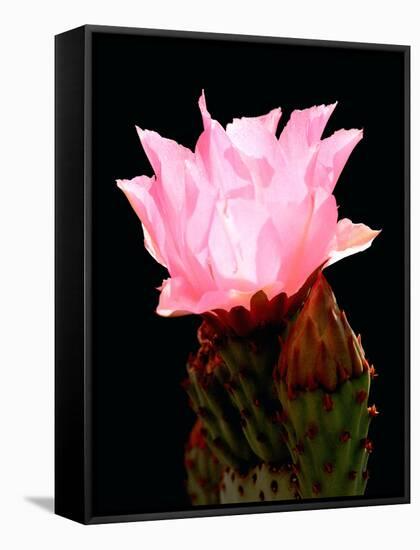 Beaver Tail Cactus Flower-Douglas Taylor-Framed Stretched Canvas