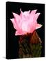 Beaver Tail Cactus Flower-Douglas Taylor-Stretched Canvas