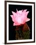 Beaver Tail Cactus Flower-Douglas Taylor-Framed Photographic Print