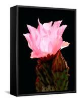 Beaver Tail Cactus Flower-Douglas Taylor-Framed Stretched Canvas