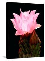 Beaver Tail Cactus Flower-Douglas Taylor-Stretched Canvas