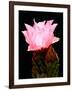 Beaver Tail Cactus Flower-Douglas Taylor-Framed Premium Photographic Print