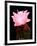 Beaver Tail Cactus Flower-Douglas Taylor-Framed Premium Photographic Print
