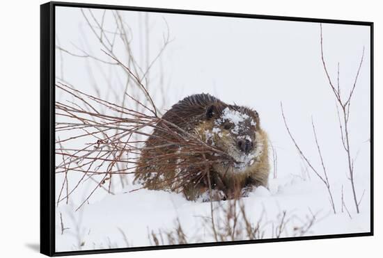 Beaver, Winter Food-Ken Archer-Framed Stretched Canvas