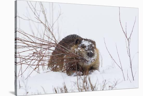 Beaver, Winter Food-Ken Archer-Stretched Canvas