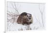 Beaver, Winter Food-Ken Archer-Framed Photographic Print