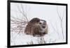 Beaver, Winter Food-Ken Archer-Framed Photographic Print