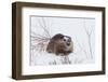 Beaver, Winter Food-Ken Archer-Framed Photographic Print