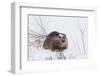 Beaver, Winter Food-Ken Archer-Framed Photographic Print