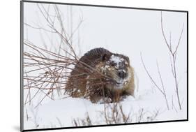 Beaver, Winter Food-Ken Archer-Mounted Photographic Print