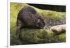 Beaver with cut log-Ken Archer-Framed Photographic Print