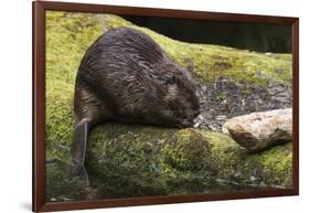 Beaver with cut log-Ken Archer-Framed Photographic Print