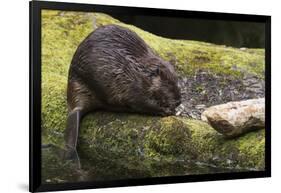 Beaver with cut log-Ken Archer-Framed Photographic Print