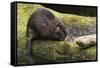 Beaver with cut log-Ken Archer-Framed Stretched Canvas