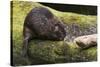 Beaver with cut log-Ken Archer-Stretched Canvas