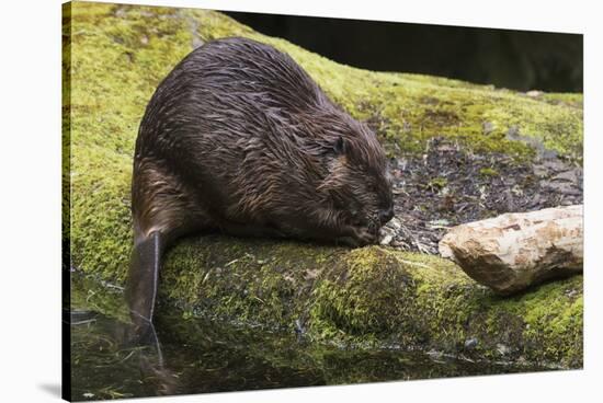 Beaver with cut log-Ken Archer-Stretched Canvas