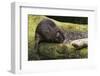 Beaver with cut log-Ken Archer-Framed Photographic Print