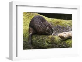 Beaver with cut log-Ken Archer-Framed Photographic Print