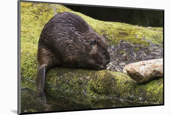 Beaver with cut log-Ken Archer-Mounted Photographic Print