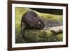 Beaver with cut log-Ken Archer-Framed Photographic Print