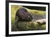 Beaver with cut log-Ken Archer-Framed Photographic Print