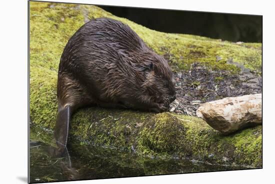 Beaver with cut log-Ken Archer-Mounted Photographic Print