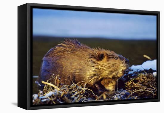 Beaver Working on Beaver Dam, Late Autumn-null-Framed Stretched Canvas