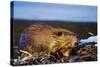 Beaver Working on Beaver Dam, Late Autumn-null-Stretched Canvas