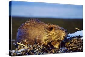 Beaver Working on Beaver Dam, Late Autumn-null-Stretched Canvas