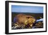 Beaver Working on Beaver Dam, Late Autumn-null-Framed Premium Photographic Print