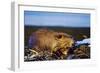 Beaver Working on Beaver Dam, Late Autumn-null-Framed Premium Photographic Print