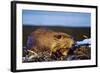 Beaver Working on Beaver Dam, Late Autumn-null-Framed Photographic Print