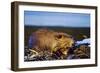 Beaver Working on Beaver Dam, Late Autumn-null-Framed Photographic Print