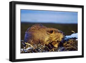Beaver Working on Beaver Dam, Late Autumn-null-Framed Photographic Print