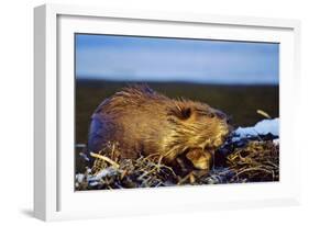 Beaver Working on Beaver Dam, Late Autumn-null-Framed Photographic Print