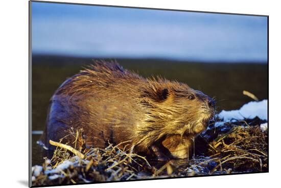 Photographic Print, , large