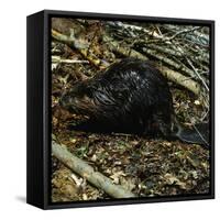 Beaver-Philip Gendreau-Framed Stretched Canvas