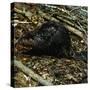 Beaver-Philip Gendreau-Stretched Canvas