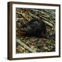 Beaver-Philip Gendreau-Framed Photographic Print