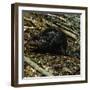 Beaver-Philip Gendreau-Framed Photographic Print