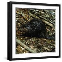 Beaver-Philip Gendreau-Framed Photographic Print