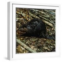 Beaver-Philip Gendreau-Framed Photographic Print