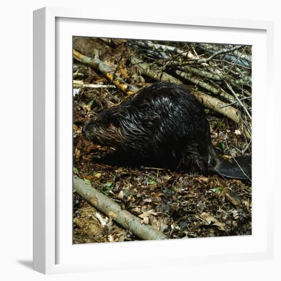 Beaver-Philip Gendreau-Framed Photographic Print