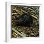 Beaver-Philip Gendreau-Framed Photographic Print