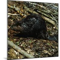 Beaver-Philip Gendreau-Mounted Photographic Print