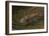 Beaver-Michael Jackson-Framed Giclee Print