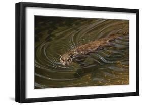 Beaver-Michael Jackson-Framed Giclee Print