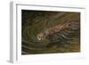 Beaver-Michael Jackson-Framed Giclee Print