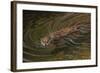 Beaver-Michael Jackson-Framed Giclee Print